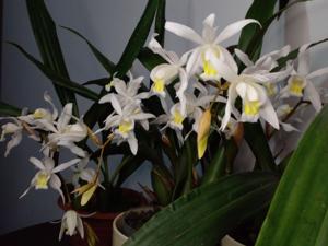 Coelogyne Intermedia