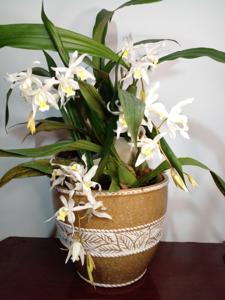 Coelogyne Intermedia