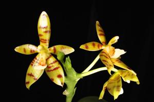 <i>Paphiopedilum</i> Charm