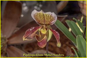 <i>Paphiopedilum</i> Mabel Sanders