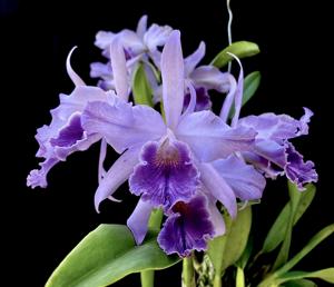 Cattleya Sapphirata