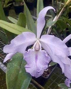 Cattleya Sapphirata