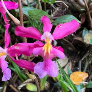<i>Oncidium</i> Waltonensis