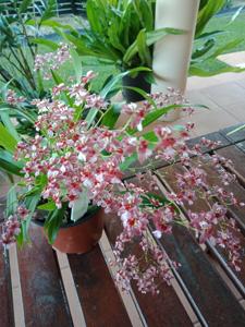 Oncidium Twinkle