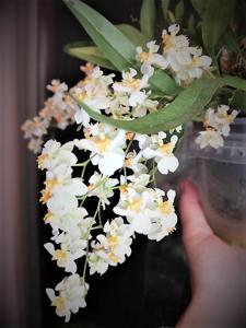 Oncidium Twinkle