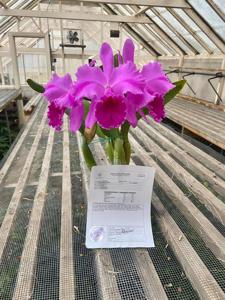 <i>Rhyncholaeliocattleya</i> John Mossman