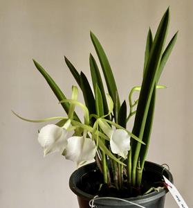 Brassocattleya Little Star