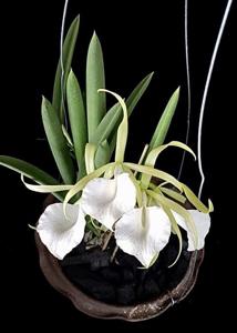 <i>Brassocattleya</i> Little Star