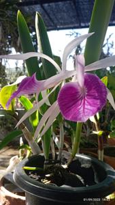 Brassocattleya Morning Glory