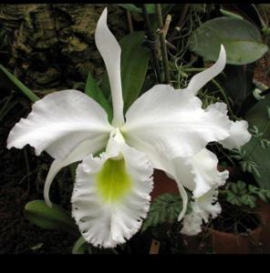 <i>Rhyncholaeliocattleya</i> Albinette