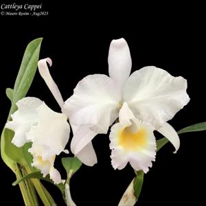 Cattleya Cappei (1902)