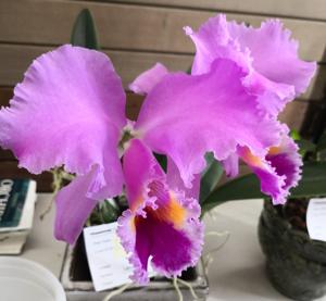 <i>Cattleya</i> Jocasta