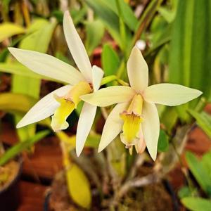 <i>Laeliocattleya</i> Barbara Donnell