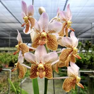 Vanda Kupperi