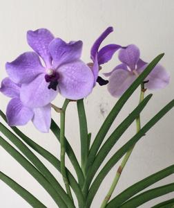 Papilionanda Mary Tan