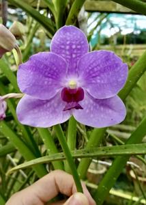 Papilionanda Mary Tan