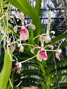 Vanda Paki