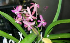 Vanda Cherry Blossom