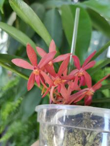 Vanda Cherry Blossom