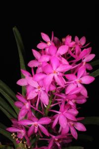 Vanda Petite Bouquet