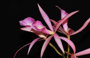 Brassocattleya Anne Hamilton