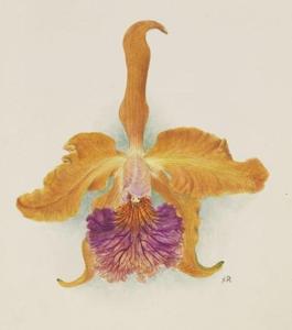 <i>Cattleya</i> Maroni