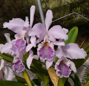 <i>Cattleya</i> Oenone (1893)
