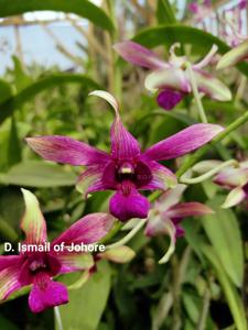 Dendrobium Ismail of Johore