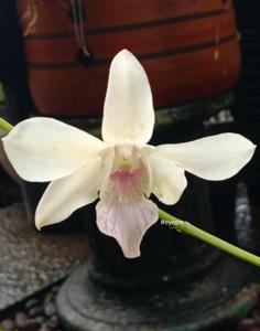 Dendrobium Ismail of Johore