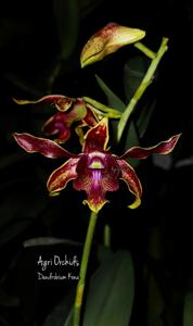 <i>Dendrobium</i> Kona