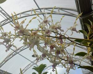 Dendrobium Lum Goo