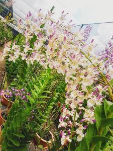 Dendrobium Michiko