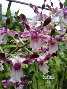 Dendrobium Michiko