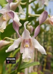 Dendrobium Michiko