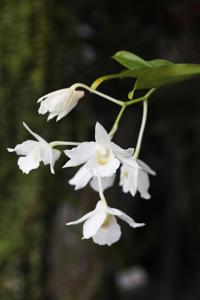 Dendrobium Moonstone