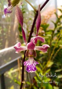 <i>Dendrobium</i> Neoh Teik-Hong