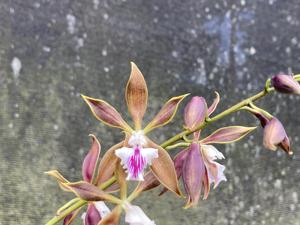 Encyclia Pinar Del Rio