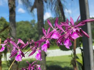 Encyclia Verano