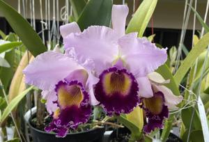 Cattleya Dinard