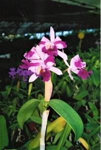 Cattleya Galaxy
