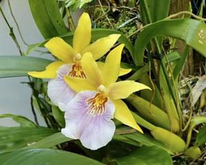 Milmiltonia Sunset
