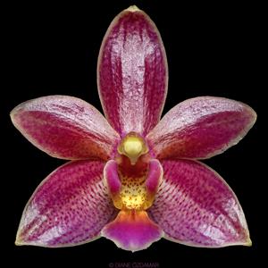 <i>Phalaenopsis</i> Cornustris
