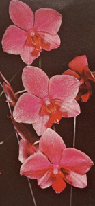 <i>Phalaenopsis</i> Shapely Doll