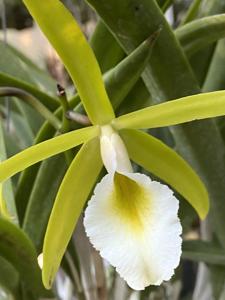 <i>Brassocattleya</i> Jewel