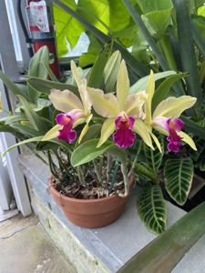 <i>Cattleya</i> Sarah-Jane Dimmick