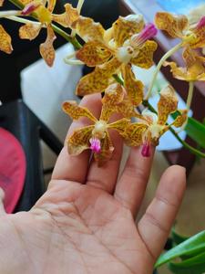 Vanda Kalihi Beauty