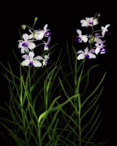 Papilionanda Leonard Reilly