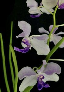 Papilionanda Leonard Reilly