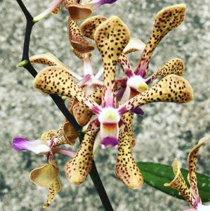 Aranda Hilda Galistan