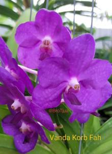 <i>Vanda</i> Korb Fah